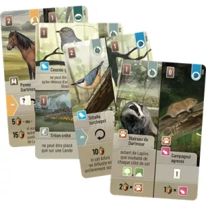 FORET MIXTE DARTMOOR